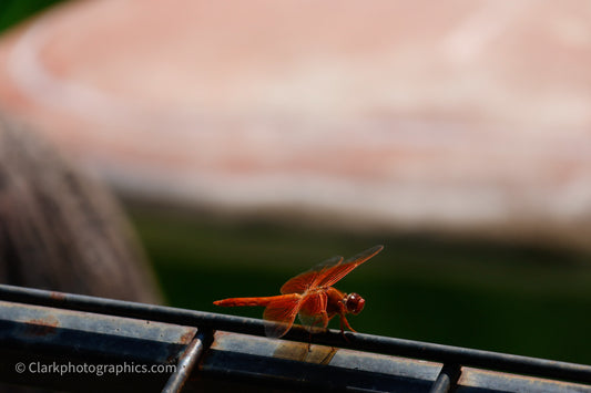 Organge Dragonfly